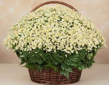 Цветочная композиция из Ромашки в корзине #REPLACE_PRED# Кировской