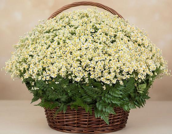 Цветочная композиция из Ромашки в корзине в Кировской